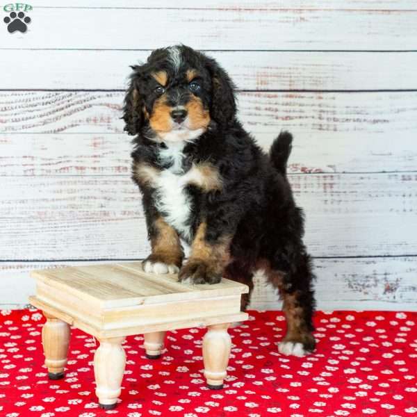 Barry, Bernedoodle Puppy